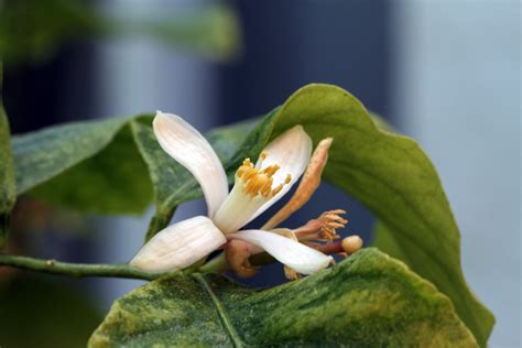 無料画像 自然 ブランチ 工場 白 葉 咲く 緑 地中海 植物学 黄 フローラ 閉じる 芽 サワー リモコン