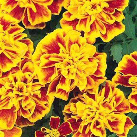 French Marigold Bonanza Bee Hybrid Seeds Buy Online