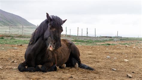 6 Mythen Rund Um Pferde Und Reiten Video Herzenspferd