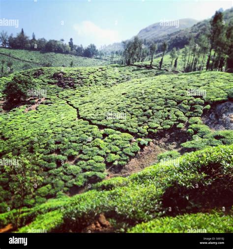 Hill Side Tea Estate At Wayanadkerala Stock Photo Alamy