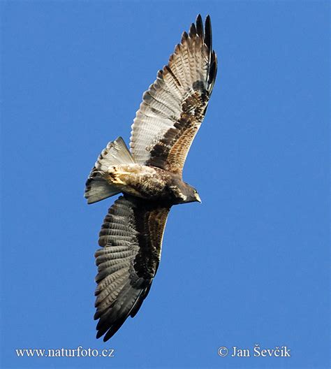 White Tailed Hawk Photos White Tailed Hawk Images Nature Wildlife