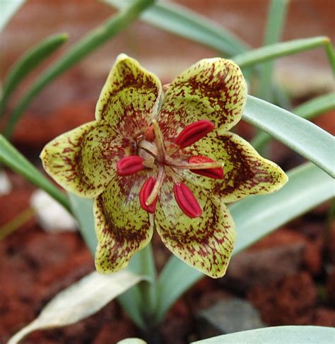 Fritillaria Falcata North American Rock Garden Society