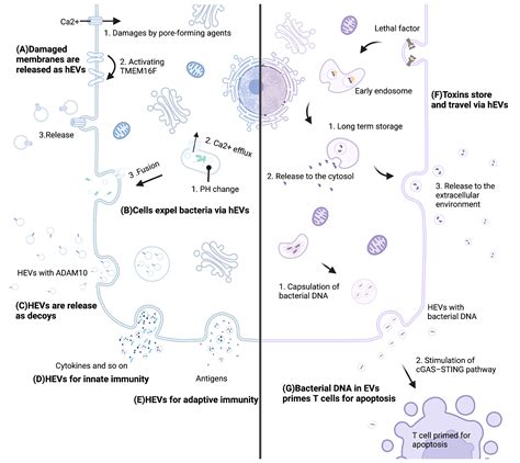 Frontiers Extracellular Vesicles Recent Insights Into The