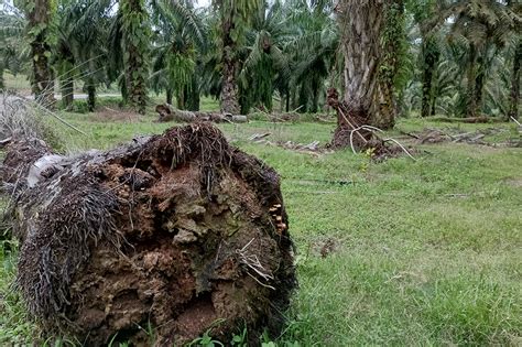 Mikoriza Dan Pengendalian Ganoderma Kunci Sukses Replanting Kelapa