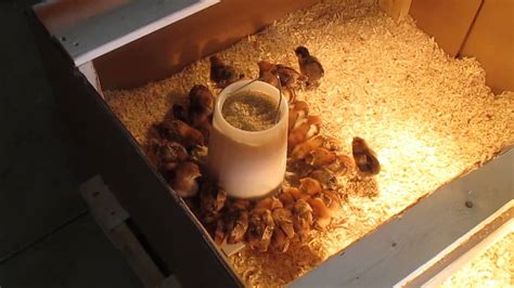 How To Set Up A Brooder For Chicks Youtube