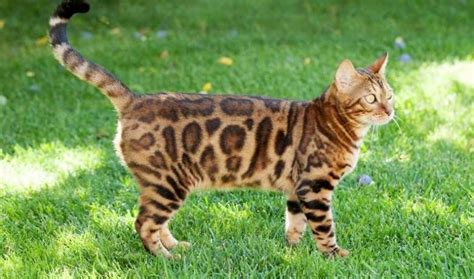 Bengal Cat Weight By Age – Full Guide - My British Shorthair Cat ...