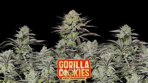 Gorilla Cookies Ff Cannabis Strain Week By Week Guide Fast Buds