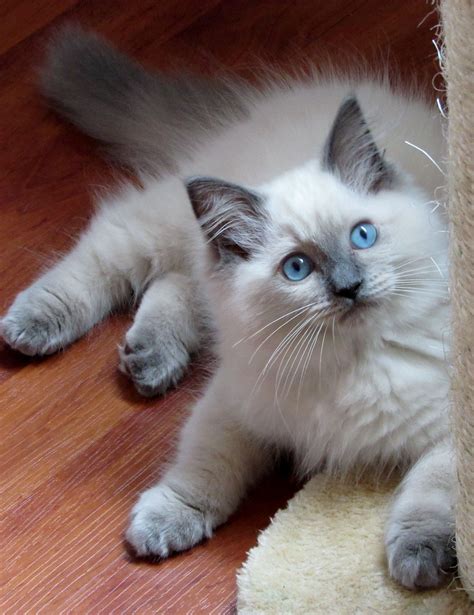 36 Best Photos Lynx Ragdoll Cat Price - Blue Lynx Mitted Ragdoll Cat ...