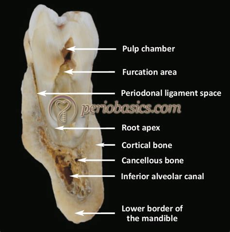 Alveolar Bone