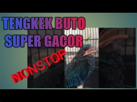 Ngekek Super Panjang Masteran Tengkek Buto Youtube