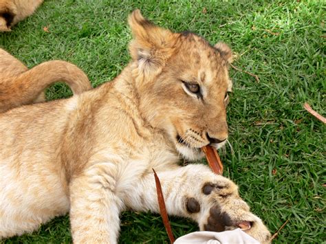 Where Can You Buy A Lion Cub At NETJOSEBLOG Blog