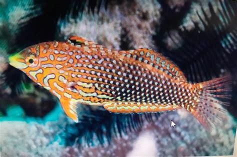 Ornate Leopard Wrasse Female Manhattan Aquariums