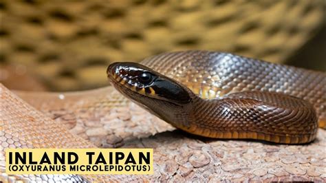 The Inland Taipan Worlds Most Venomous Snake Youtube