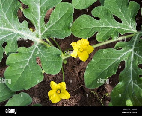 Melon Leaves Identification