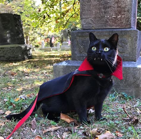 Gatos Con Sus Mejores Disfraces Para Este Halloween