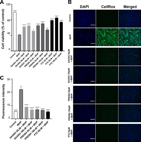 Figure 2 From Comparison Of Sigma 1 Receptor Ligands Sa4503 And Pre084