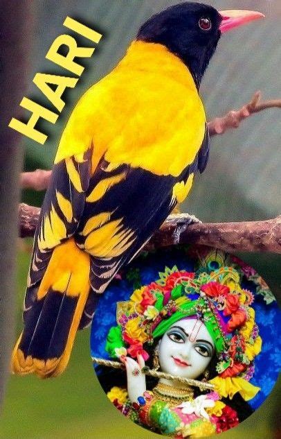 Krishna Birds Bird