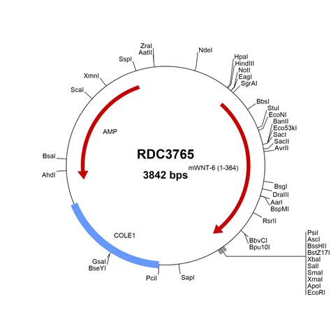 Mousewnt Np Versaclone Cdna Rdc R D Systems