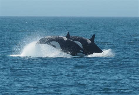 Can Orcas Breathe Underwater Marinepatch