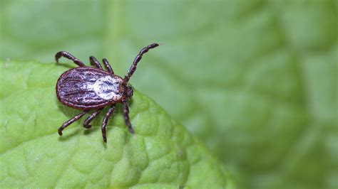 Diagnosis Treatment Prevention Of Lyme Disease