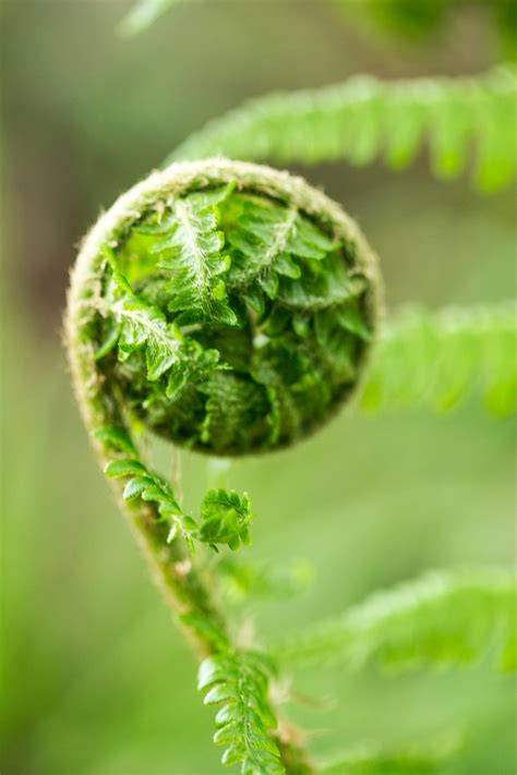 Do Not Eat the Ferns, Please. Reasons Why Eating Ferns is Not a… | by C
