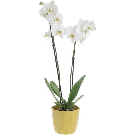 Orchidea Phalaenopsis Bianca Con Eco Vaso Decorativo Piante Vere