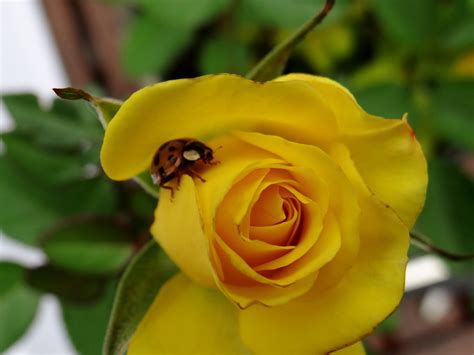 Gambar Menanam Daun Bunga Kumbang Kecil Kuning Flora Merapatkan