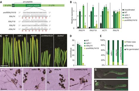 Ralf Peptides Interact With Lrx Proteins To Control Pollen Tube