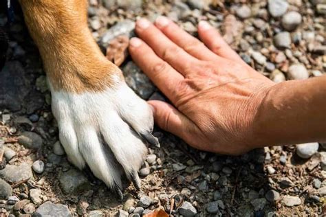 Dog Paw Pad Yeast Infection Causes Treatments And Preventatives