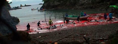 What Are The Alternatives For Taiji International Marine Mammal Project