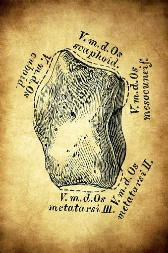 Lateral Cuneiform Bone Stock Illustration - Download Image Now - 19th Century, 19th Century ...