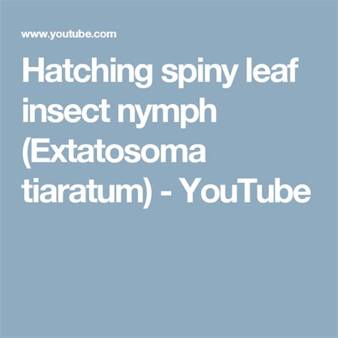 Hatching Spiny Leaf Insect Nymph Extatosoma Tiaratum Youtube