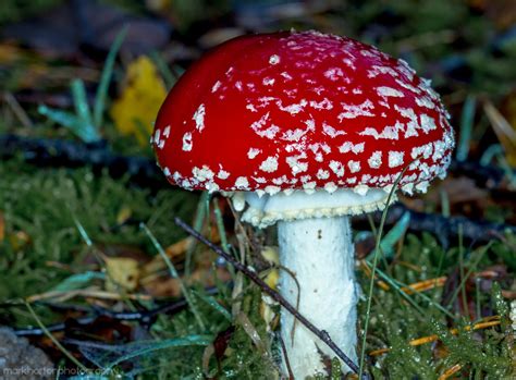 Fly Agaric Amanita Muscaria Var Muscaria Woodland Cottage