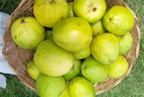 Benef Cios Do Consumo Da Goiaba Psidium Guajava L Revista Da Fruta