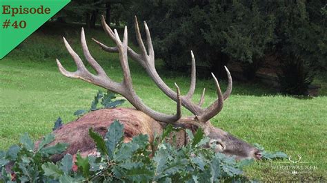 Der Lebenshirsch Jagd Zur Hirschbrunft Jagdfilm Woodwalker