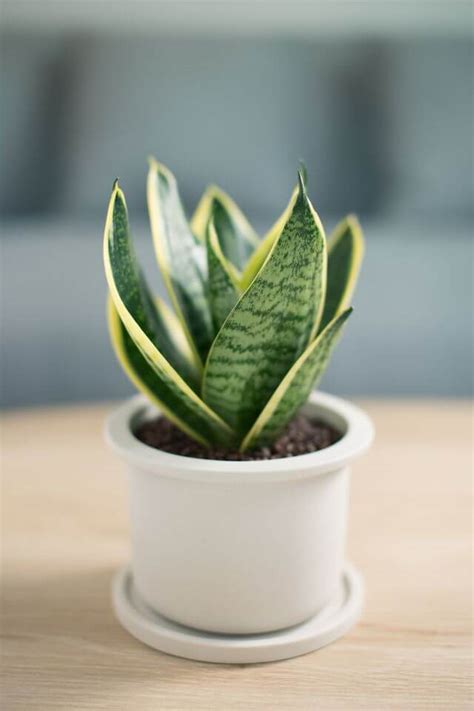 Dracaena Trifasciata Care How To Grow And Care For Snake Plant