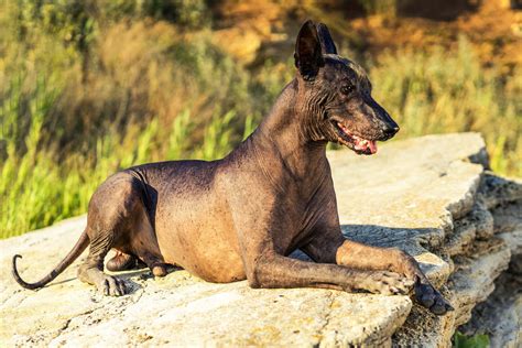 Find Your Xoloitzcuintli Puppy For Sale