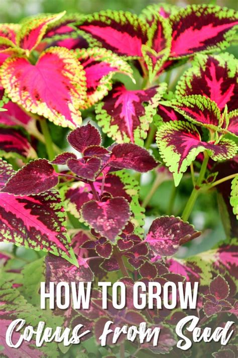 How To Grow Coleus From Seed