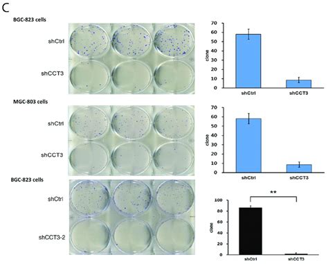 Continued Knockdown Of Cct Inhibited Gastric Cancer Cell Growth C