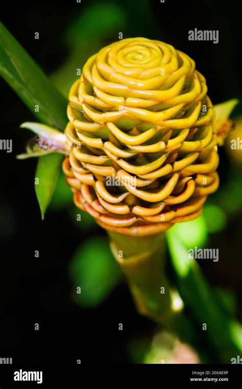 Tropical flower beehive ginger hi-res stock photography and images - Alamy