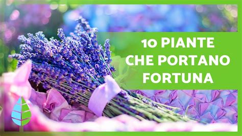 Piante Portafortuna Secondo Il Feng Shui Youtube