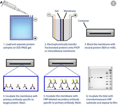 Western Blotting Science Quizizz