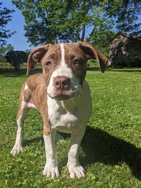 Let's see your Pandemic Pets! Here’s Dr. Henry Scott (Physics)’s new