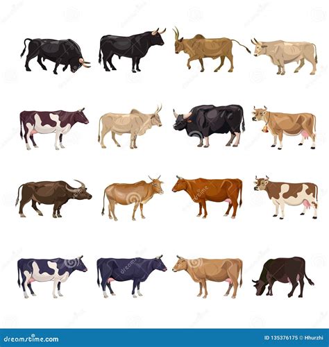 Cattle Stock Illustrations 23441 Cattle Stock Illustrations Vectors