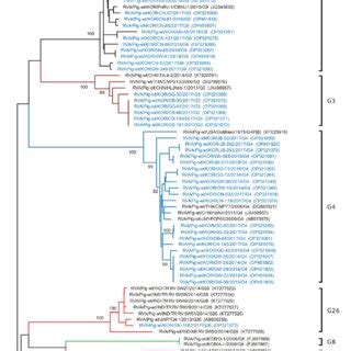 Phylogenetic Analysis Based On A Partial Nucleotide Sequence Of The Vp