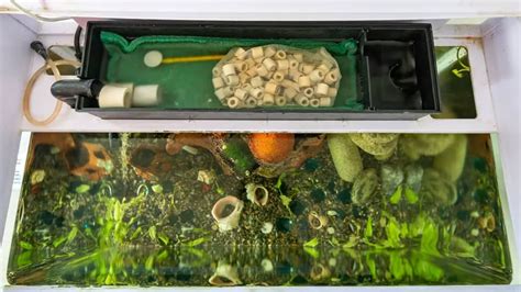 Freshwater Aquarium Filtration System: The Best Tips To Make Your Underwater World Thrive - Our ...