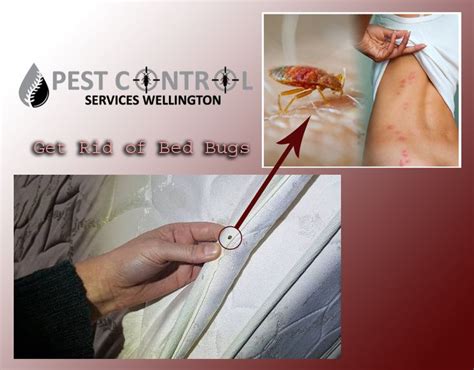 Get Rid Of Bed Bugs Permanently