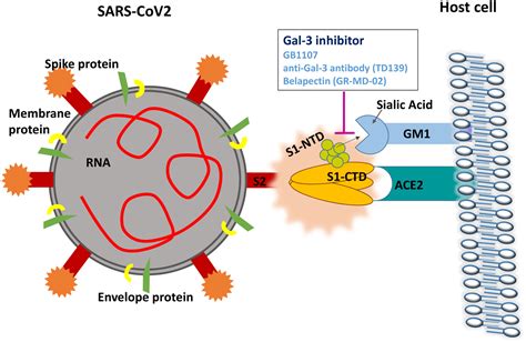 A Potential Role For Galectin 3 Inhibitors In The Treatment Of COVID 19