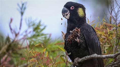 Yellow Tailed Black Cockatoo Wikipedia