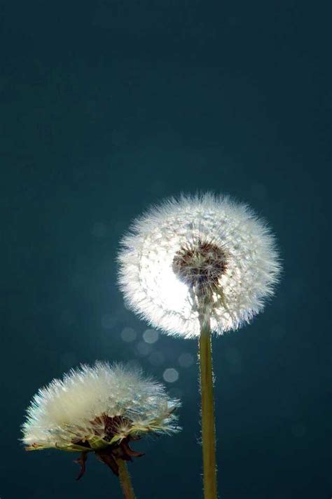 Iphone Dandelion Background - Wallpaper Sun